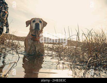 Entenjagdhund watend im Wasser Stockfoto