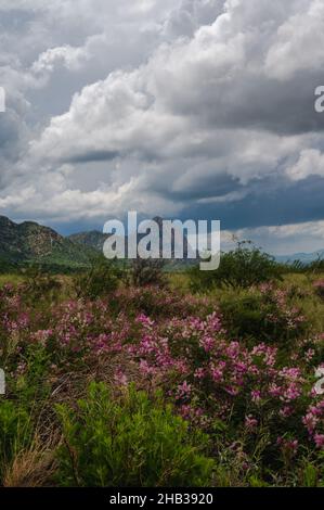 Rosafarbene Wildblumen am Madera Canyon im Süden Arizonas Stockfoto