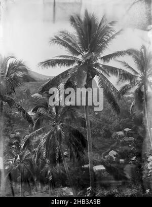 [Levuka, Fijian Gathering Cocoa Nuts], Burton Brothers Studio, Fotostudio, Juli 1884, Dunedin, Gelatine Dry Plate Process, Ein großer Kokosnussbaum mit einer Person an der Spitze des Stammes, direkt unter den Wedeln. Die Dächer der Häuser sind im Tal unten sichtbar Stockfoto