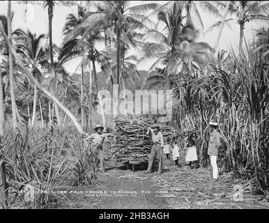 Fijian Sugar Field, Mango [Mago], Loading the Cane, Burton Brothers Studio, Fotostudio, Juni 1884, Dunedin, Schwarz-Weiß-Fotografie, Arbeiter in einem Zuckerfeld auf der Fidschi-Insel Mago. Ein beladener Zuckerrohrwagen sitzt auf hölzernen Zuggleisen Stockfoto