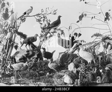 Pukeko, Weka, Pigeon und Cuckoo., Burton Brothers Studio, Fotostudio, 1889, Dunedin, Schwarz-Weiß-Fotografie, Ausstellung von ausgestopften Vögeln (einschließlich Pukeko, Weka, Taube und Kuckuck Stockfoto