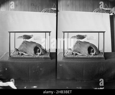 [Tuatara & Mutton Birds], Burton Brothers Studio, Fotostudio, um 1889, Dunedin, Schwarz-Weiß-Fotografie, Stereobilder von ausgestopften Tieren in einem Glaskoffer. Schild mit der Aufschrift „Tuatara Male & Female (Hattakia Punetata) and Mutton Birds Stockfoto