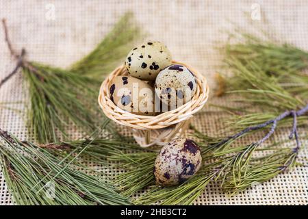 Nahaufnahme von Wachteleiern in einem kleinen Strohkorb auf Piniennadeln und Sackleinen Hintergrund. Stockfoto