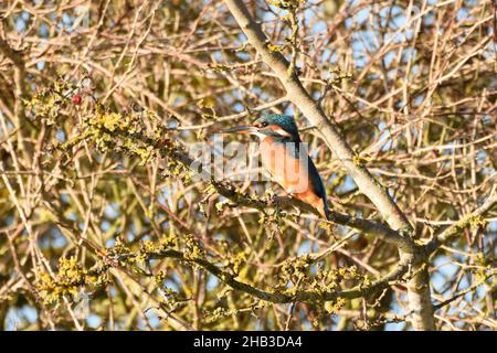 Eurasischer Eisfischer (weiblich), der an einem sonnigen Wintertag in einer Weißdornhecke in der Nähe eines Kanals thront. Hertfordshire, England, Großbritannien. Stockfoto