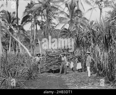 [Fijian Sugar Field, Mango [Mago], Loading the Cane], Burton Brothers Studio, Fotostudio, 1884, Dunedin, Gelatine-Trockenplattenprozess, Zuckerfeld nach rechts, Eisenbahnlinie verläuft von oben nach unten in der Mitte. Drei europäische Männer stehen vor dem rollenden Material mit Zuckerrohrhaufen auf der Oberseite. Drei weitere Menschen tragen Stock zu rollendem Material. Hohe Kokospalmen im nahen Hintergrund mit hohen Bergen dahinter Stockfoto