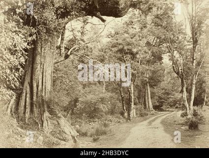 An der West Coast Road, Burton Brothers Studio, Fotostudio, 1879, Dunedin Stockfoto