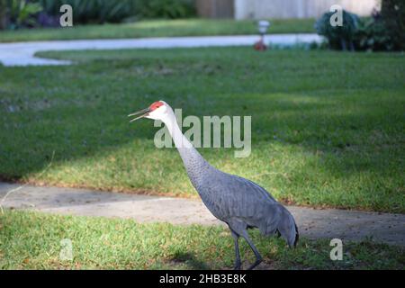 Ein Sandhill Crane nähert sich einem Bürgersteig. Stockfoto