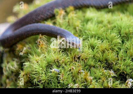 Dunkle Kreuzotter, Vipera berus, Gemeine europäische Adder in schwarzer Form Stockfoto