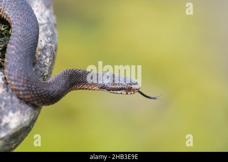 Dunkle Kreuzotter, Vipera berus, Gemeine europäische Adder in schwarzer Form Stockfoto