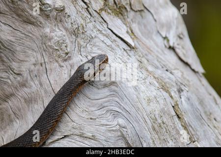 Dunkle Kreuzotter, Vipera berus, Gemeine europäische Adder in schwarzer Form Stockfoto