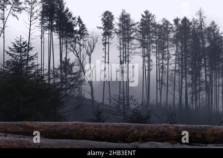 Nebliger Abend im Wald mit dünnen Bäumen Stockfoto