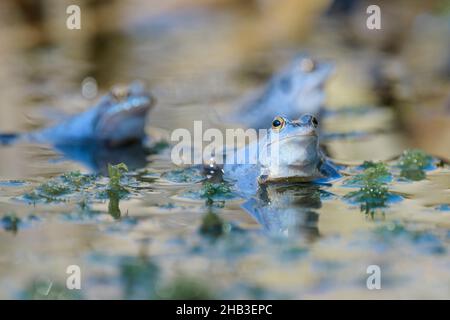 Maennlicher Moorfrosch, Rana arvalis, Male Moor Frogs Group Stockfoto