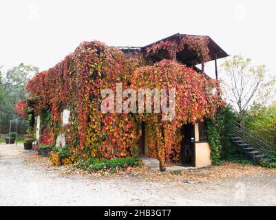 Bauernhaus voller Efeu Kriechgang im Herbst in rot, gelb und grün Pflanzendekoration Stockfoto