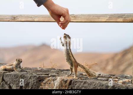 Menschliche Hand füttert ein Eichhörnchen in trockener felsiger Landschaft Stockfoto