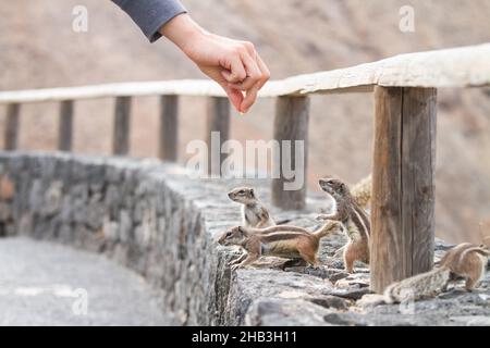 Menschliche Hand füttert ein Eichhörnchen in trockener felsiger Landschaft Stockfoto