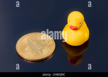 Blick aus der Vogelsicht auf die gelbe Gummiente, die neben dem goldenen Bitcoin steht. Dunkler reflektierender Hintergrund mit Spiegeleffekt. Finanzieller Hintergrund mit Raum Stockfoto