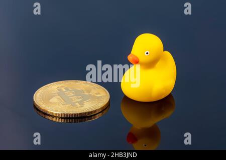 Blick aus der Vogelsicht auf die gelbe Gummiente, die neben dem goldenen Bitcoin steht. Dunkler reflektierender Hintergrund mit Spiegeleffekt. Finanzieller Hintergrund mit Raum Stockfoto