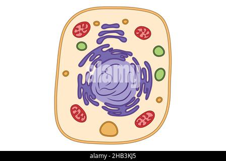 Einfache Zellstruktur medizinische Illustration, Mitochondrien, ger, endoplasmatisches Retikulum, einfache Illustration Stockfoto