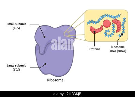 Einfache Struktur eines 80s Ribosomes in eukaryotischen Zellen. Stockfoto