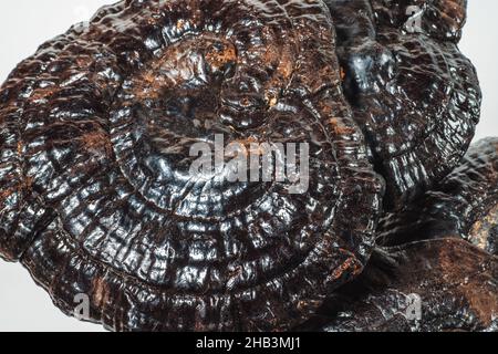 Getrocknete Ling Zhi oder Reishi Pilz oder Ganoderma, Makrofoto. Chinesische Kräutermedizin. Stockfoto