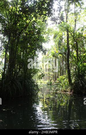 Wunderschöne Landschaft in tropischen Monsun-Feuchtgebieten in der Nähe von Kochi, Kerala, Indien Stockfoto