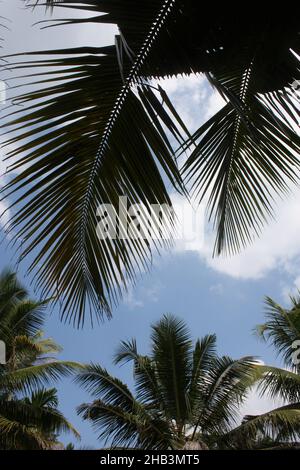 Wunderschöne Landschaft in tropischen Monsun-Feuchtgebieten in der Nähe von Kochi, Kerala, Indien Stockfoto