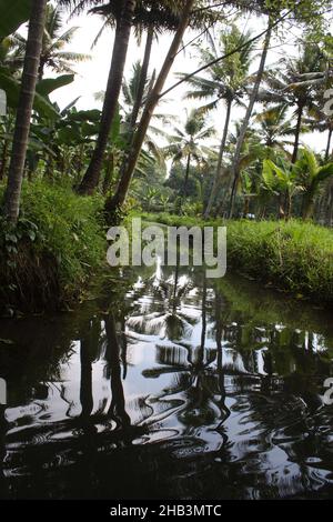 Wunderschöne Landschaft in tropischen Monsun-Feuchtgebieten in der Nähe von Kochi, Kerala, Indien Stockfoto