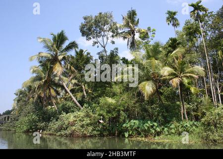 Wunderschöne Landschaft in tropischen Monsun-Feuchtgebieten in der Nähe von Kochi, Kerala, Indien Stockfoto