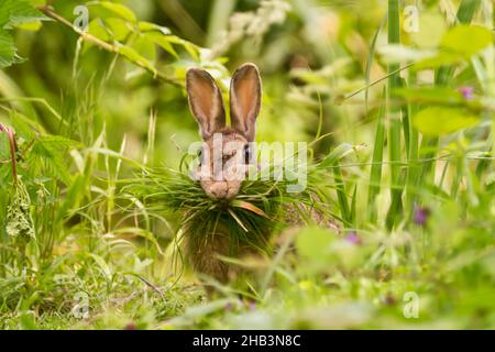 Wildkaninchen, Schwangere Wildkaninchen (Oryctolagus cuniculus) sammeln Gras, um den Bau für kommende Kits zu säumen, aufgenommen in Großbritannien, Ashburnham, Battle, 2021 Stockfoto