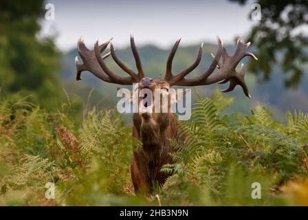 Roter Hirsch (Cervus elaphus) brüllend, brüllend in Bracken während der Rutsche, 22 Punkte auf sein Geweih, großer alter Junge! Richmond Park, Stockfoto