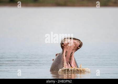 Ein Nilpferd gähnt, während er am Sunset Damm im Krüger National Park, Südafrika, im Wasser untergetaucht ist Stockfoto