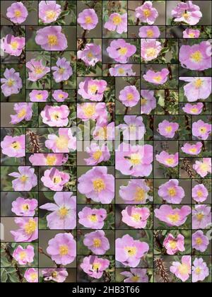 Rosafarbene blühende, einsame Cymose-Corymb von Interior Wildrose, Rosa Woodsii, Rosaceae, geboren in den San Bernardino Mountains, Sommer. Stockfoto