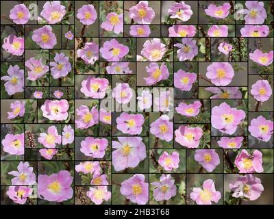 Rosafarbene blühende, einsame Cymose-Corymb von Interior Wildrose, Rosa Woodsii, Rosaceae, geboren in den San Bernardino Mountains, Sommer. Stockfoto