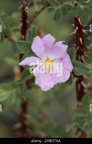 Rosafarbene blühende, einsame Cymose-Corymb von Interior Wildrose, Rosa Woodsii, Rosaceae, geboren in den San Bernardino Mountains, Sommer. Stockfoto