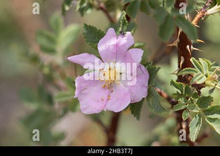 Rosafarbene blühende, einsame Cymose-Corymb von Interior Wildrose, Rosa Woodsii, Rosaceae, geboren in den San Bernardino Mountains, Sommer. Stockfoto