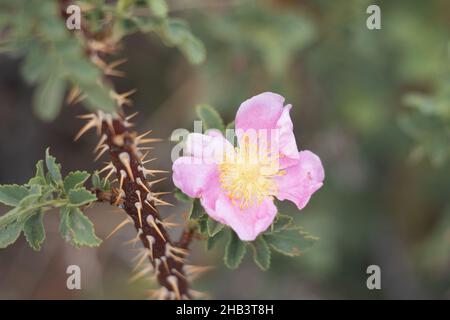 Rosafarbene blühende, einsame Cymose-Corymb von Interior Wildrose, Rosa Woodsii, Rosaceae, geboren in den San Bernardino Mountains, Sommer. Stockfoto