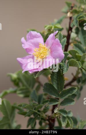 Rosafarbene blühende, einsame Cymose-Corymb von Interior Wildrose, Rosa Woodsii, Rosaceae, geboren in den San Bernardino Mountains, Sommer. Stockfoto