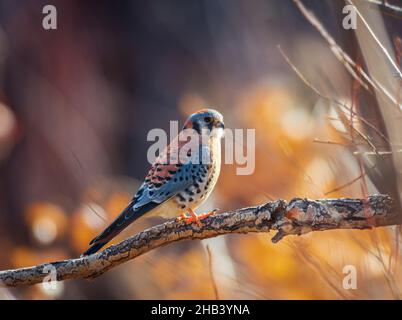 Farbenprächtiger männlicher amerikanischer Turmfalke (Falco sparverius), der in Plains Cottonwood-Baum, Castle Rock Colorado USA, thront. Foto war taken​ im Dezember. Stockfoto