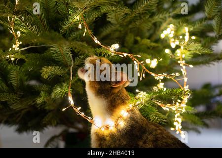 Lustige gestromte Katze unter dem Weihnachtsbaum, die mit einer LED Girlande und Ästen spielt Stockfoto