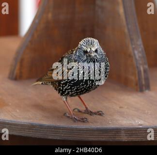 Berlin, Deutschland. 16th Dez 2021. Ein Stern (songbird) am Breitscheidplatz. Im Berliner Bezirk Charlottenburg. (Foto: Simone Kuhlmey/Pacific Press) Quelle: Pacific Press Media Production Corp./Alamy Live News Stockfoto