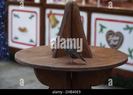 Berlin, Deutschland. 16th Dez 2021. Ein Stern (songbird) am Breitscheidplatz. Im Berliner Bezirk Charlottenburg. (Foto: Simone Kuhlmey/Pacific Press) Quelle: Pacific Press Media Production Corp./Alamy Live News Stockfoto