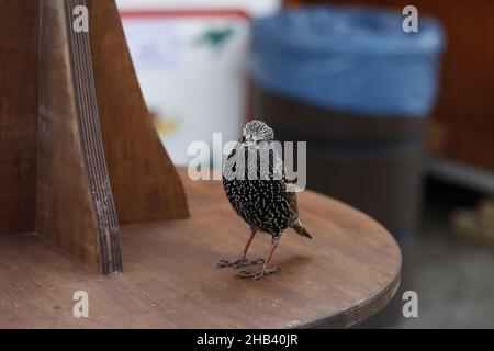 Berlin, Deutschland. 16th Dez 2021. Ein Stern (songbird) am Breitscheidplatz. Im Berliner Bezirk Charlottenburg. (Foto: Simone Kuhlmey/Pacific Press) Quelle: Pacific Press Media Production Corp./Alamy Live News Stockfoto