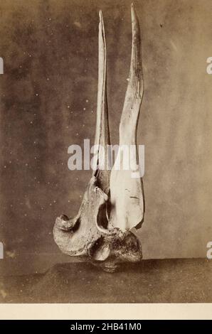 Schädel von Grays Schnabelwal (Mesoplodon greyi), Burton Brothers Studio, Fotostudio, 1880s, Dunedin, Schwarzweiß-Fotografie Stockfoto