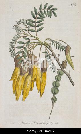 Sophora tetraptera, Sydenham Edwards, 1791, England, Gravur Stockfoto