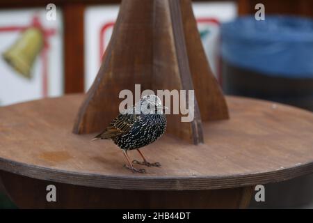 Berlin, Charlottenburg, Deutschland. 16th Dez 2021. Ein Stern (songbird) am Breitscheidplatz. Im Berliner Bezirk Charlottenburg. (Bild: © Simone Kuhlmey/Pacific Press via ZUMA Press Wire) Bild: ZUMA Press, Inc./Alamy Live News Stockfoto