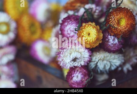 Im Vintage-Stil inspirierter Blumenhintergrund mit bunten getrockneten, unvergänglichen Gänseblümchen der australischen Ureinwohner, dem „Yerchrysum bracteatum“, auf einer rustikalen Holzkiste Stockfoto