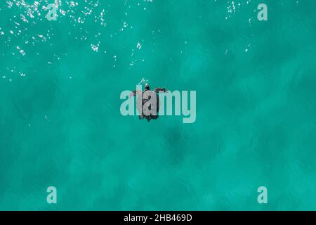 Meeresschildkröte schwimmt durch blaues, unberührtes Wasser Stockfoto