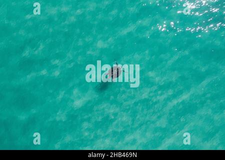 Meeresschildkröte schwimmt durch blaues, unberührtes Wasser Stockfoto