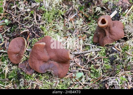 Discina perlata, auch genannt Gyromitra perlata, allgemein bekannt als Schweinehren, wilder Pilz aus Finnland Stockfoto