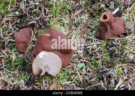 Discina perlata, auch genannt Gyromitra perlata, allgemein bekannt als Schweinehren, wilder Pilz aus Finnland Stockfoto